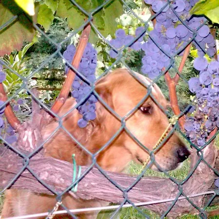 度假居 Casa La Vigna